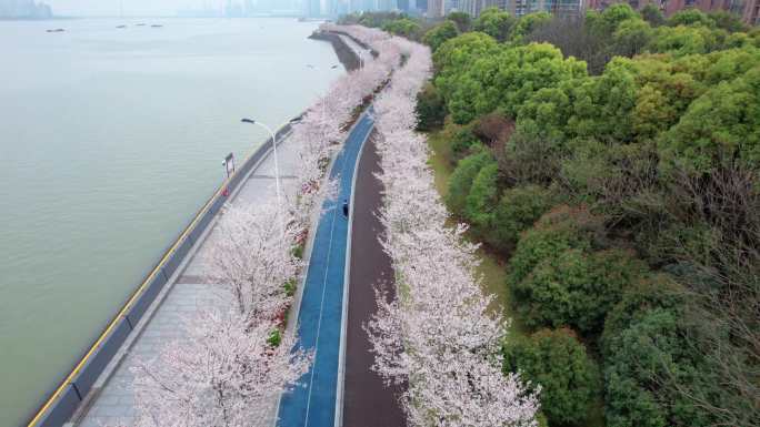 杭州 江边樱花跑道