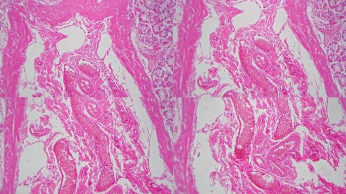 显微镜下放大的肾组织在明场上拍摄的400x纵切面