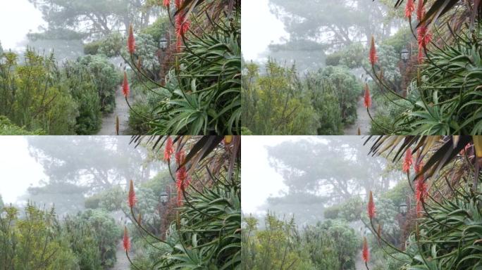 郊区街，多雾多雨的自然，加州植物志。花园中的红色芦荟花