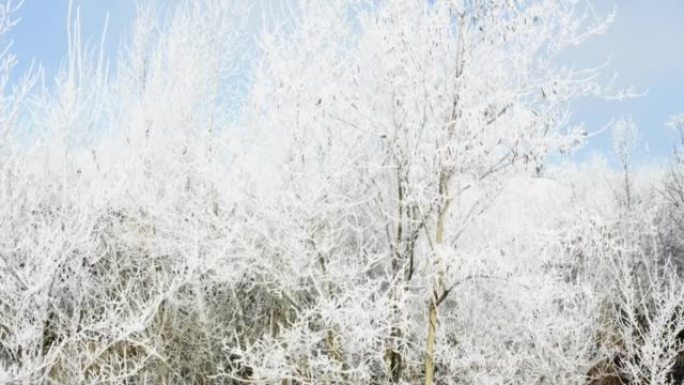 蔚蓝的天空，植物和树枝被霜雪覆盖-冬日景观