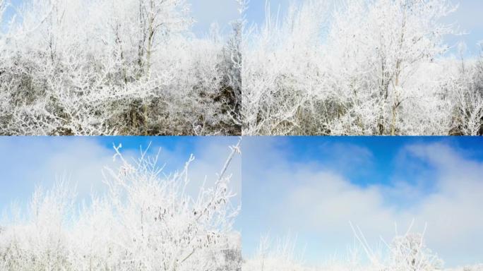 蔚蓝的天空，植物和树枝被霜雪覆盖-冬日景观