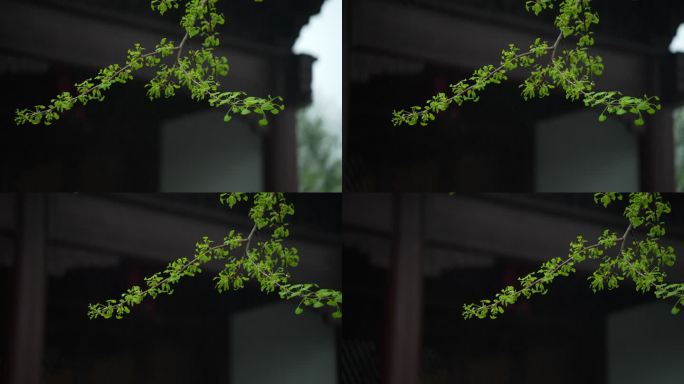 杭州钱王祠春季清明节雨天古建筑自然唯美