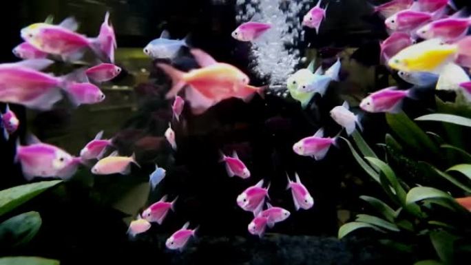 许多五彩的四辉光鱼在水族馆游泳