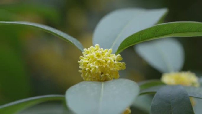 自然背景下的桂花香精