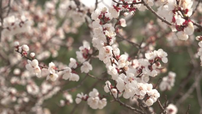 春季桃花盛开一枝桃花在微风中轻轻摇晃4K