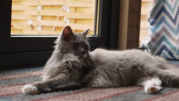一只毛茸茸的灰猫保护着房子不受老鼠和恶灵的侵扰，一个夜猎者躺在舒适的房子里的地毯上。可爱的毛茸茸的宠