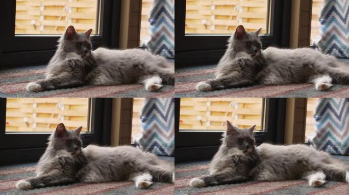 一只毛茸茸的灰猫保护着房子不受老鼠和恶灵的侵扰，一个夜猎者躺在舒适的房子里的地毯上。可爱的毛茸茸的宠