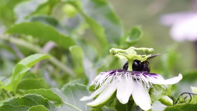 黑色大黄蜂 (bombus atratus) 在西番莲上授粉的高清视频