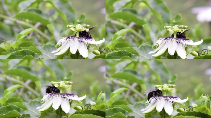黑色大黄蜂 (bombus atratus) 在西番莲上授粉的高清视频