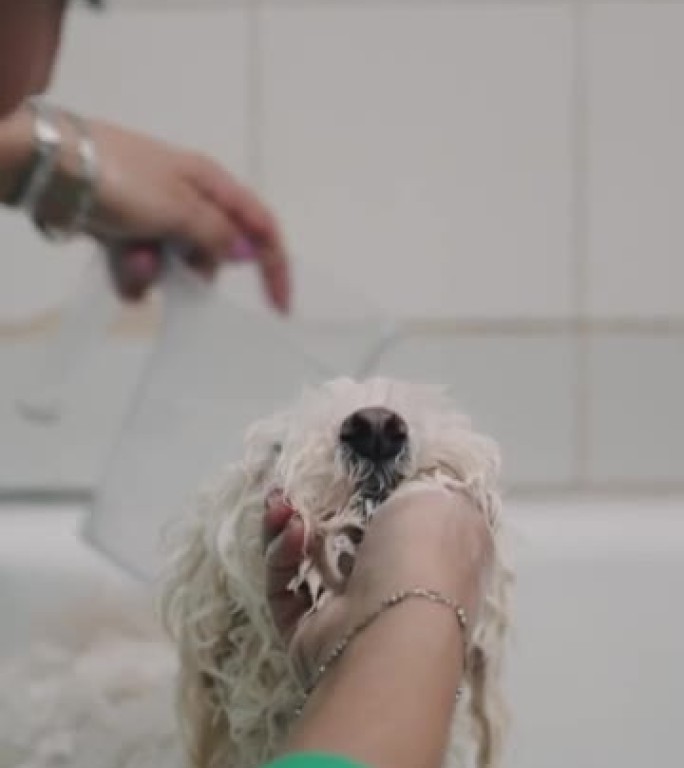 拉丁美洲妇女在浴缸里洗她的白色狮子狗时亲吻它。