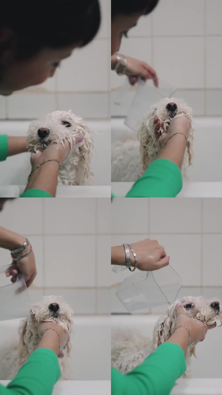 拉丁美洲妇女在浴缸里洗她的白色狮子狗时亲吻它。