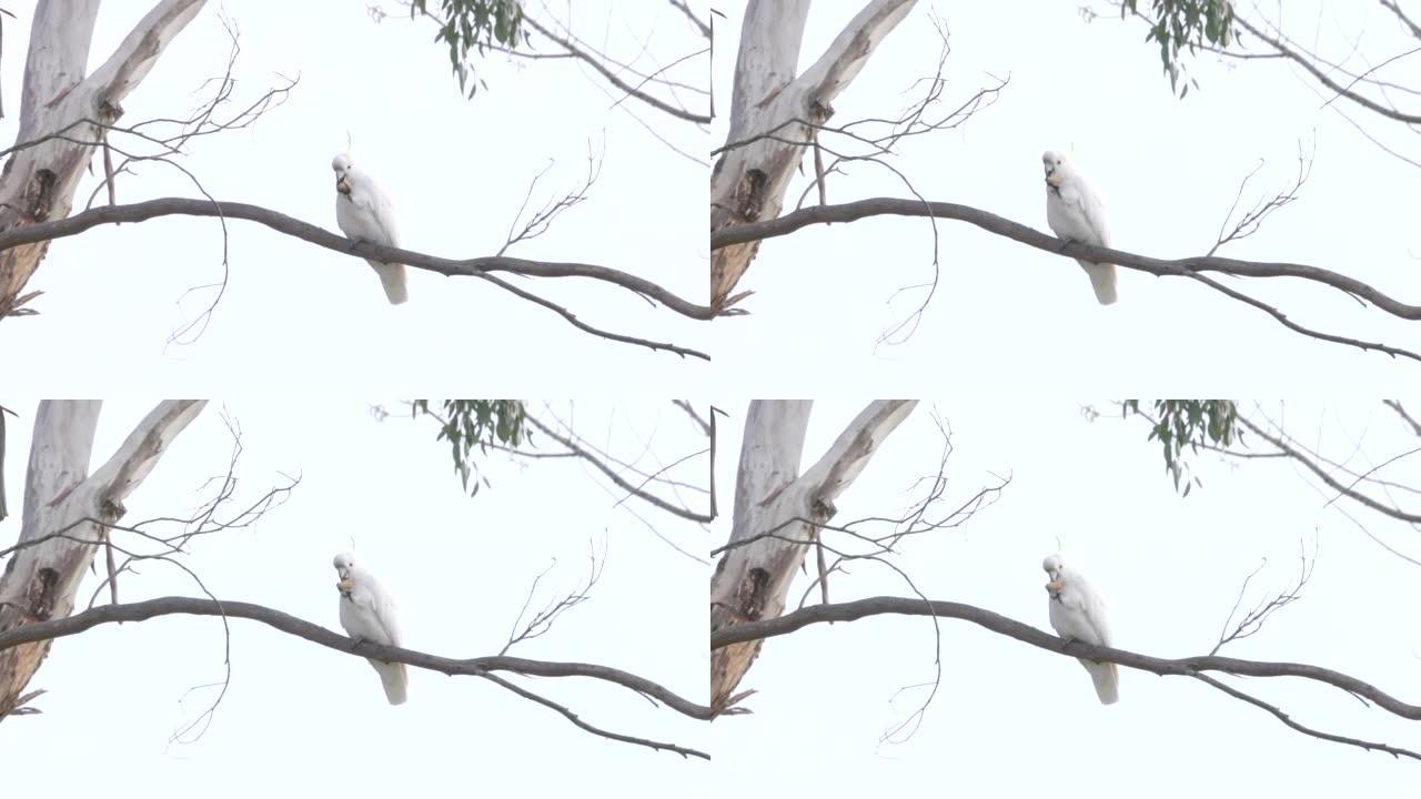硫磺凤头鹦鹉在雪山公园的口香糖树上觅食