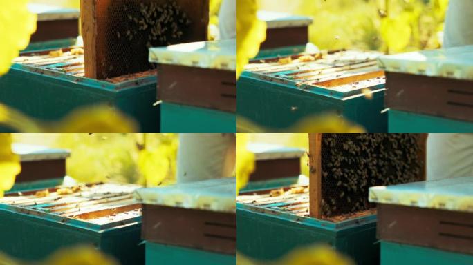 特写镜头选择性聚焦男子的手穿着防护服，手里拿着专用设备，拿着装满蜂蜜的木架，蜜蜂组成蜂箱收集蜂蜜。A