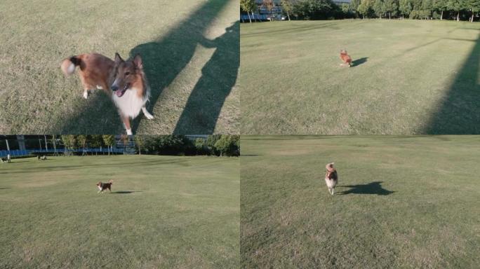 粗糙的牧羊犬与主人的影子一起行走，在阳光明媚的日子里奔跑在绿草地上接球，狗与主人一起玩检索游戏，4k