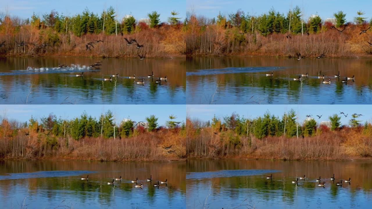 公园里有游泳和飞行水鸟的湖-4k拍摄