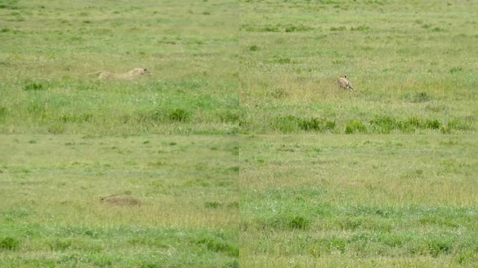 猎豹追逐和捕捉非洲大草原野兔，坦桑尼亚