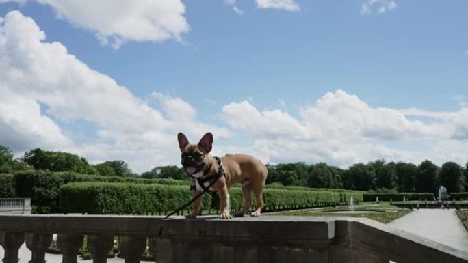 法国斗牛犬在德国奥古斯都堡城堡n Bruhl花园的混凝土围栏上摆姿势