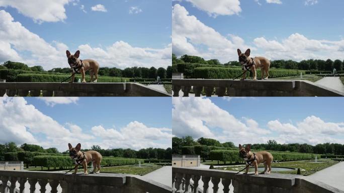 法国斗牛犬在德国奥古斯都堡城堡n Bruhl花园的混凝土围栏上摆姿势