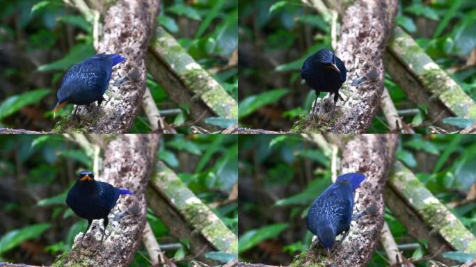 蓝色吹口哨的鹅口疮 (Myophonus caeruleus) 在树枝上进食和行走的特写镜头