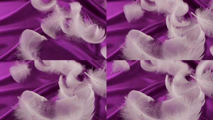 白天鹅羽毛落在紫罗兰色的丝绸上。慢动作。