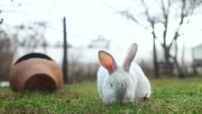 大白兔在后院吃鲜草