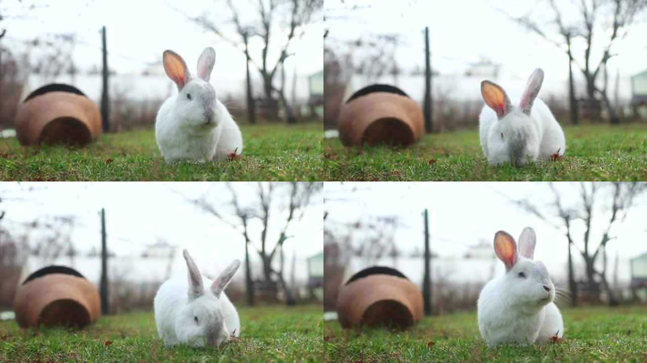大白兔在后院吃鲜草
