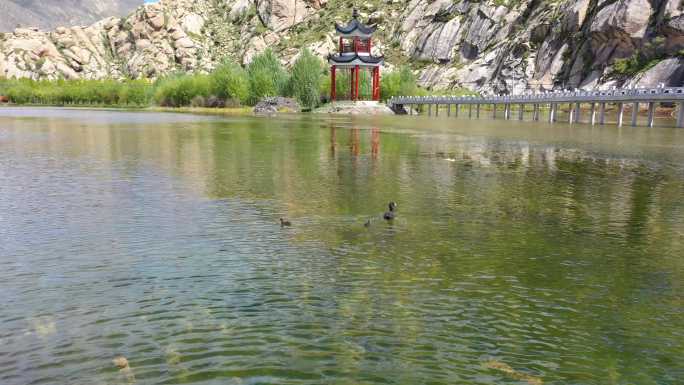 湖中野草 湖中长草 风吹湖面 优质生态环