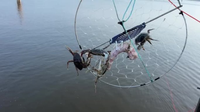 渔夫捕捉螃蟹他从网中释放小螃蟹，这些网被捕获并缠结，吸引了火鸡脖子港口穆迪滨海艺术中心大街洛基角公园