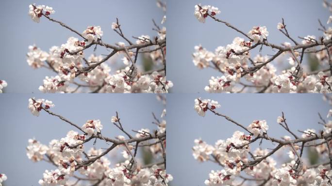 春季桃花盛开一枝桃花在风中微微晃动8