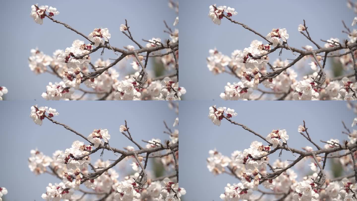 春季桃花盛开一枝桃花在风中微微晃动8