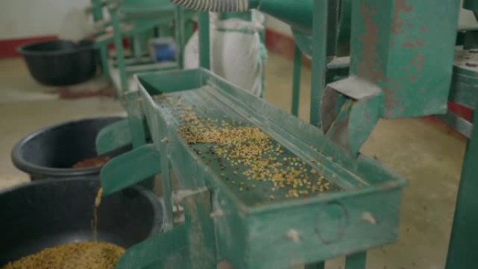 在工厂种植木豆