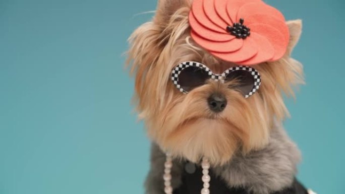 可爱的约克夏犬戴着墨镜，凉爽的帽子和脖子上的珍珠的特写镜头很酷，坐在蓝色背景前