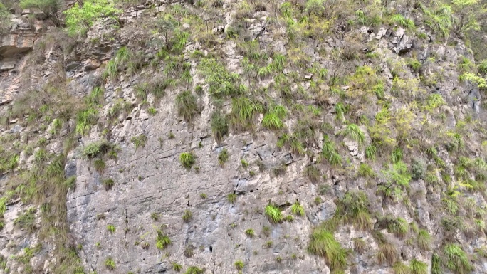 三峡悬棺