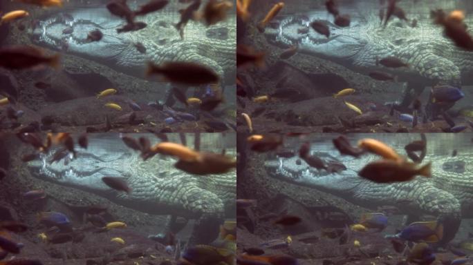 巨大的鳄鱼静止在水下，五颜六色的小鱼在前景中游动