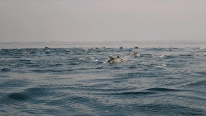 海豚迁徙跨越太平洋4K 48FPS慢速