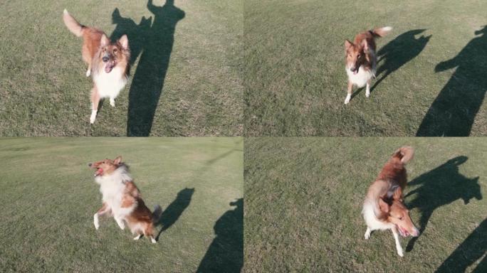 粗糙的牧羊犬在阳光明媚的日子里在绿草地上跳跃接球，狗与主人一起玩检索游戏，4k慢动作镜头。