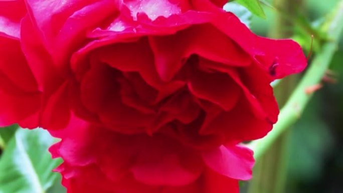 完全张开的红玫瑰轻轻地摇动。