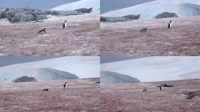 阿德利企鹅夫妇在南极洲红岩上奔跑