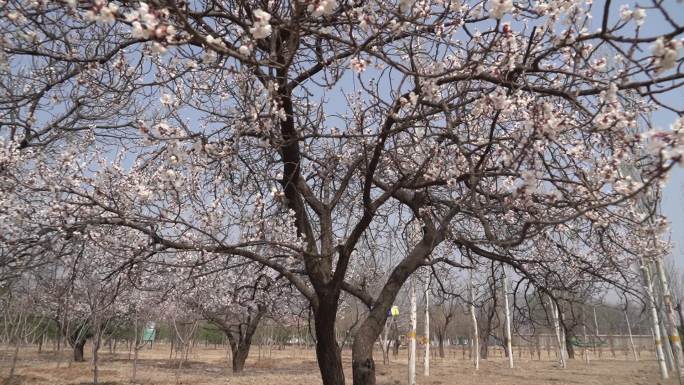 摇镜头拍摄一棵桃树桃花盛开地上花瓣散落