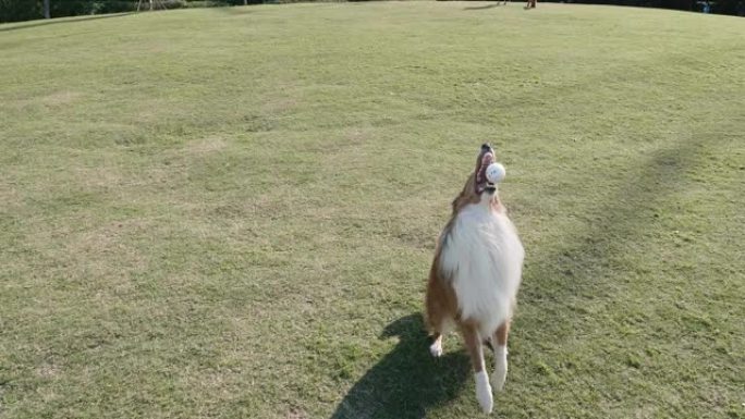 粗糙的牧羊犬在阳光明媚的日子里在绿草地上跳跃接球，狗与主人一起玩检索游戏，4k慢动作镜头。