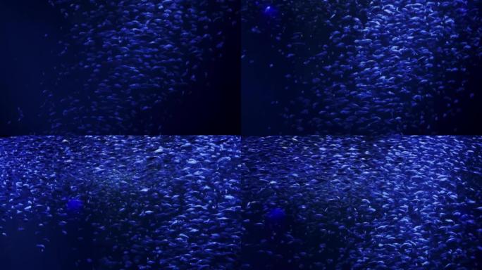 水生鱼类在深蓝色水中游泳视频系列