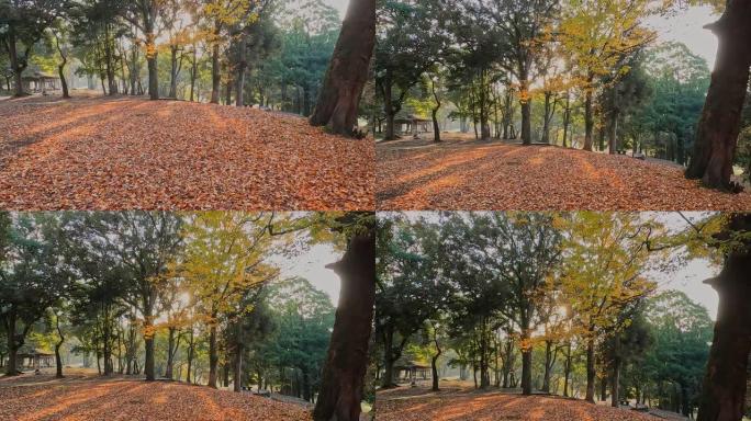 奈良公园的秋叶
