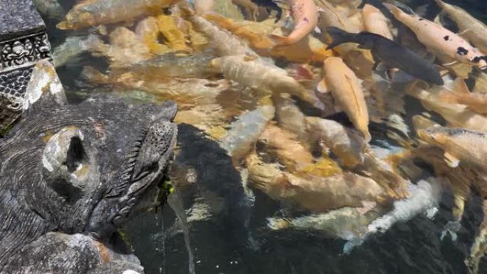 一尊神圣的雕像俯瞰着一个充满大型锦鲤鱼的传统寺庙池塘的清澈水域。