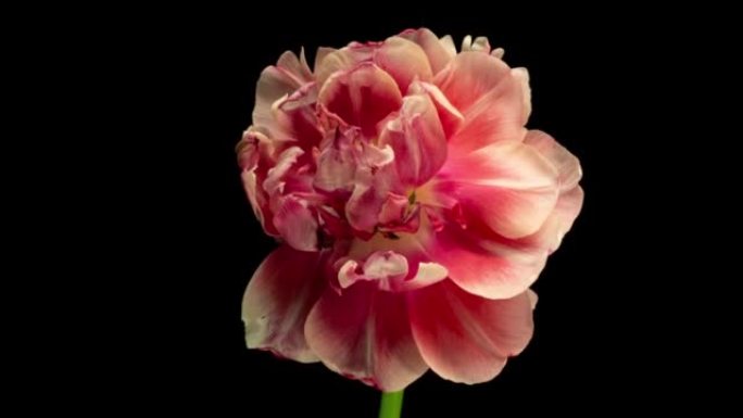 俯视生长的红芽郁金香花。时光倒流中惊人美丽的开花植物。可爱的浪漫自然背景婚礼装饰花卉生长过程特写4k