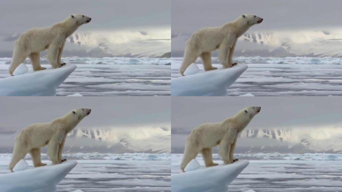 站在冰山上的北极熊