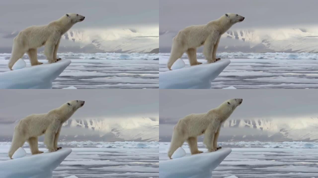 站在冰山上的北极熊