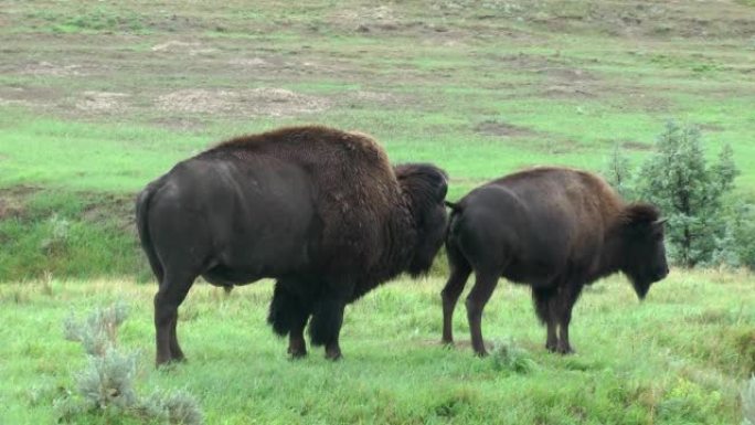 美国野牛 (水牛) 受精的雄性闻到了雌性的尿液