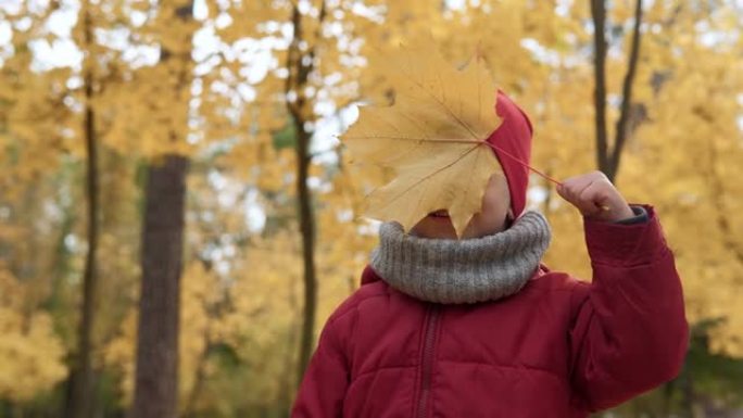 快乐有趣的孩子在公园森林散步，享受秋天的自然天气。一个戴着红帽子的小男孩躲在枫叶后面收集树叶玩得开心