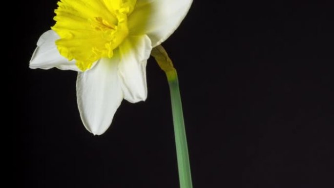 在4k延时电影中，野生水仙花在黑色背景下绽放和旋转。水仙花在移动的时间流逝中开花开花。