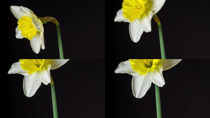 在4k延时电影中，野生水仙花在黑色背景下绽放和旋转。水仙花在移动的时间流逝中开花开花。